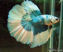 How I Made A Difference To Neglected Betta Fish Betta Fish Betta Pet Fish