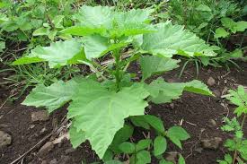 Image result for Nicandra