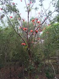 Image result for Fernandoa magnifica