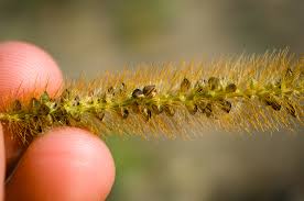Image result for Setaria pumila