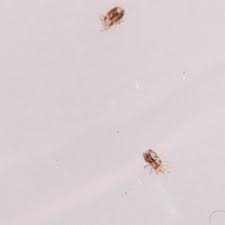 Crabs form an order within the decapods, called the brachyura. What Is This Tiny Bug 570648 Ask Extension