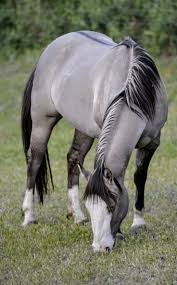Pin By Danielle Turner On Cavalos Horses Grulla Horse Rare Horses