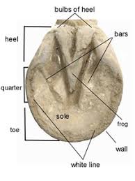 For example, the body part that is called a horse's knee is actually made up of the carpal bones that correspond to the human wrist. Horse Hoof Anatomy Inside And Out