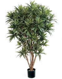 According to bloomscape, dracaena marginata can handle low light, even though the plants prefer medium indirect light. My Beautiful Dracaena Reflexa Song Of India