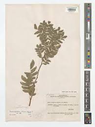 Image result for Scorodophloeus zenkeri