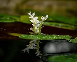 Image result for Aponogetonaceae