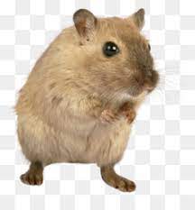Discover and download free hamster png images on pngitem. Hamster Png Hamster Wheel Cute Hamster Cartoon Hamster Hamster Drawing Golden Hamster Hamster Vector Hamster Food Pet Hamster Hamster Cages Hamster Coloring Pages Cute Hamsters Hamster Chews Hamster Cheeks Cleanpng Kisspng