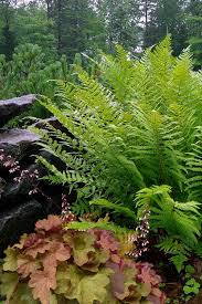 Image result for Dryopteris antarctica