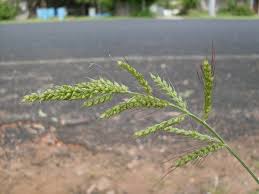 Image result for Echinochloa