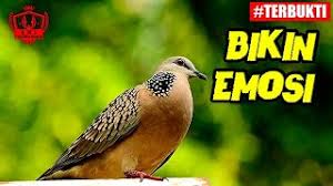 .burung tekukur itiumempunyai ciri ciri badan yang kecil dan ukuran badanya hampir menyerupai burung jenis perkutut untuk saat ini. Burung Tekukur Lokal Burung Deruk Tahukah Kalian Cara Merawat Burung Tekukur