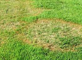 Time to green zoysia grass conserves its energy until the temperatures are consistently warm, which often occurs in mid to late spring. How To Get Rid Of Zoysia Brown Patch