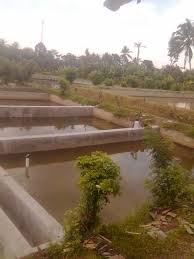 Dasar Dasar Budidaya Ikan Air Tawar Kolam Tanah