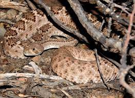 Western Diamondback Rattlesnake Crotalus Atrox My 1 Rattlesnake Reptiles Sonoran Desert