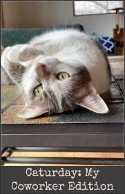 Caturday With The Notorious Bkl And Friends My Coworker Edition Play Along In 2020 Caturday Your Pet Cat Photo