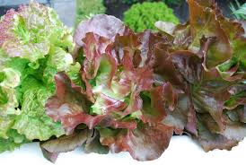 If you have herbivore pets like rabbits or degus, try growing lettuce like one this for them to enjoy. Lettuce Varieties Types Of Lettuce Varieties Of Lettuce