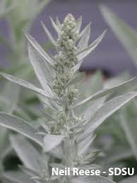 Image result for Artemisia sp.no.1