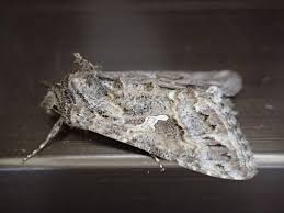 「イラクサギンウワバ」の画像検索結果