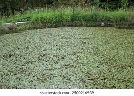 Image result for Potamogetonaceae