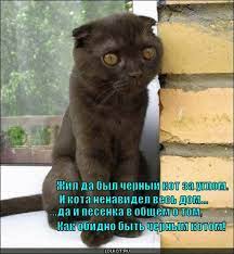 смешные фото котов с приколами
