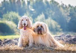 To accomplish this, we provide essential services to pet owners in need at a low cost. Pet Photography By Caroline Trotter Just 65 For A Session