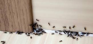 بدون رش ست طرق للتخلص من النمل دنيا الوطن