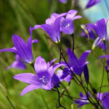 Bellflower Purple Flower Pictures Flower Image Directory Purple Flower Pictures Flower Pictures Purple Flowers