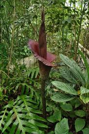 Botanic garden botanic museum berlin dahlem tourist. Bisherige Pflanzen Der Woche Die Stinkende Titanenwurz Botanischer Garten Tu Dresden