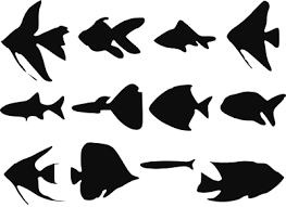 Download Different Types Of Fishes Svg Picture