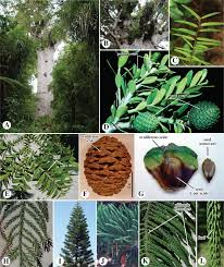 Image result for Cupressaceae