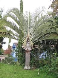 Image result for Dypsis decaryi