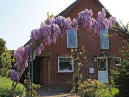 Maybe you would like to learn more about one of these? Grosser Edel Blauregen Glyzine Macrobotrys Wisteria Floribunda Macrobotrys Baumschule Horstmann