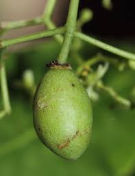 Image result for Elaeodendron