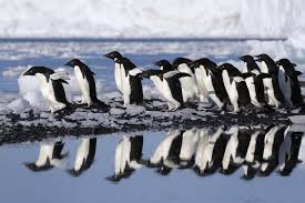 The adélie penguin is known to feed mainly on antarctic krill, ice krill, antarctic silverfish, sea krill, and glacial squid for an entire breeding cycle.28 the discovery significantly illuminates the behaviour of the species whose population some researchers30 believe to be a bellwether of climate change.28. Antarctica S Penguins Could Be Decimated By Climate Change The Washington Post