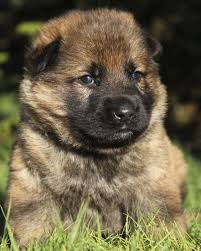 3males and 2 female.puppies are vaccinated. Sable German Shepherd Color Change German Shepherd Puppies Sable German Shepherd German Shepherd Colors