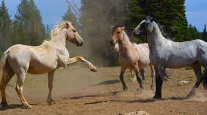 Wild Horses Are They Being Managed To Extinction Horsetalk Co Nz