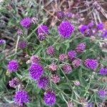 Image result for Gutenbergia