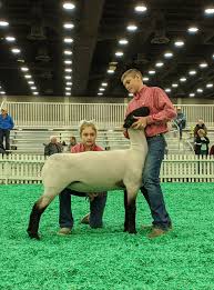 United Suffolk Sheep Association