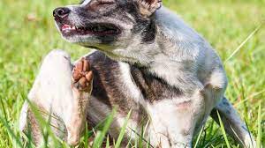 Dog Allergies Treating Itchy Skin Allergies In Dogs