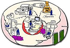 The mitochondria is the powerhouse of the cell. Cell Types Prokaryotes V Eukaryotes Plant V Animal Michelleburden
