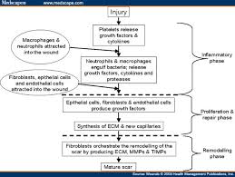 Wound Healing Process Diagram Wiring Diagram Term