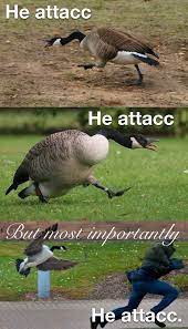 A Goose Murdered My Entire Family Memes