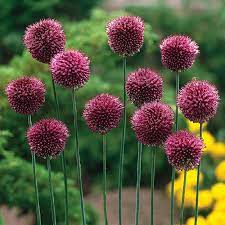 Small Allium Bulbs Sphaerocephalon Drumstick Buy In Bulk At Edenbrothers Com Bulb Flowers Dutch Gardens Planting Bulbs