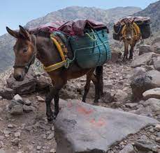 Properly, the offspring of a. What Is A Mule 13 Things You Didn T Know Spana