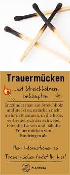 Trauermucken Mit Hausmitteln Bekampfen Plantura Trauermucken Schadlinge Im Garten Pflanzenschutz