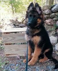 German shepherd puppies for sale oaklahoma. German Shepherd Puppies Long Hair Petsidi