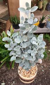 Image Result For Kalanchoe Bracteata Fairy Garden Plants Planting Succulents Growing Succulents