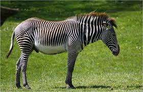 Resultado de imagen para imagenes animales