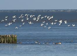 Auch für singvögel wie den steinschmätzer ist das wattenmeer ein bedeutender lebensraum. Wissen