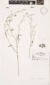 Image result for Indigofera inhambanensis