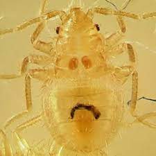 Sure, you may no longer be annoyed by seasonal bugs outside, but inside could be a different story. Help What Are These Tiny Bugs In My Books